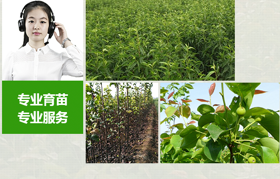 苗木種類(lèi)多，成活率高