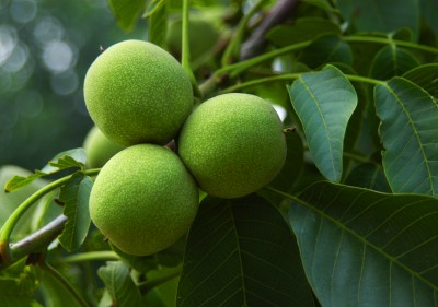 平頂山核桃苗價(jià)格