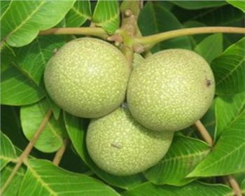 河南鄭州核桃苗[香玲核桃]