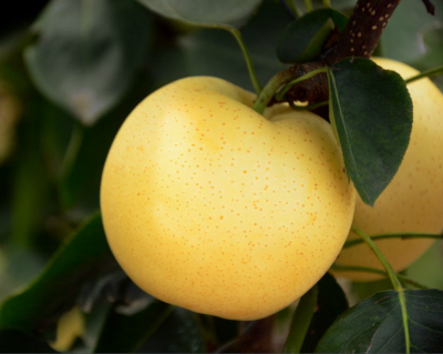 河南梨樹苗基地