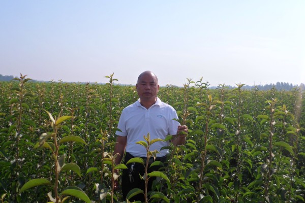 河南晚秋黃梨苗哪家好