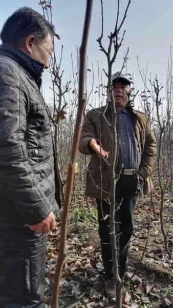 河南桃樹苗基地