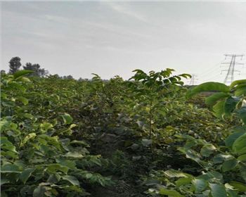 桃苗基地[河南桃樹苗]