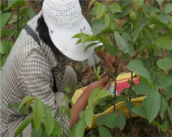 嫁接工嫁接核桃苗