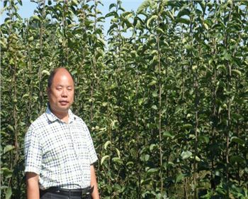 兩年出圃梨苗[河南梨樹苗]