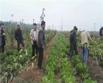 鄲城合作客戶[河南晚秋黃梨苗]