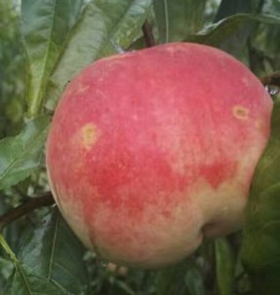 鄭州桃樹苗價格