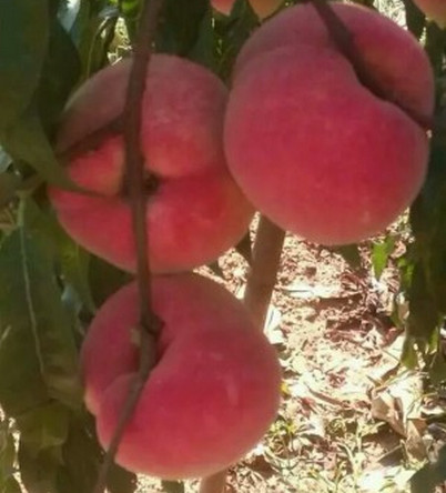 湖北桃樹苗價格