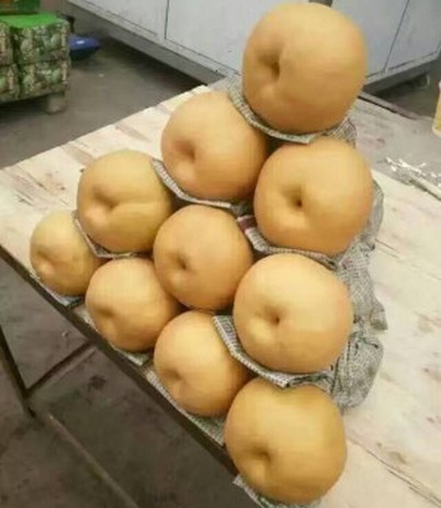 河南晚秋黃梨苗批發(fā)