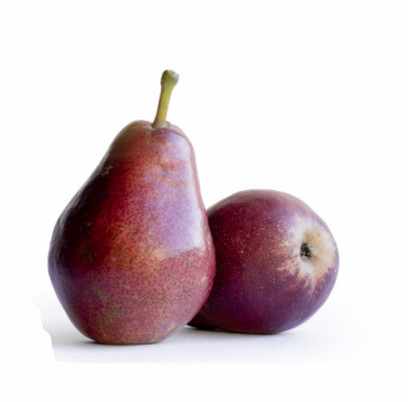 洛陽梨樹苗哪家好