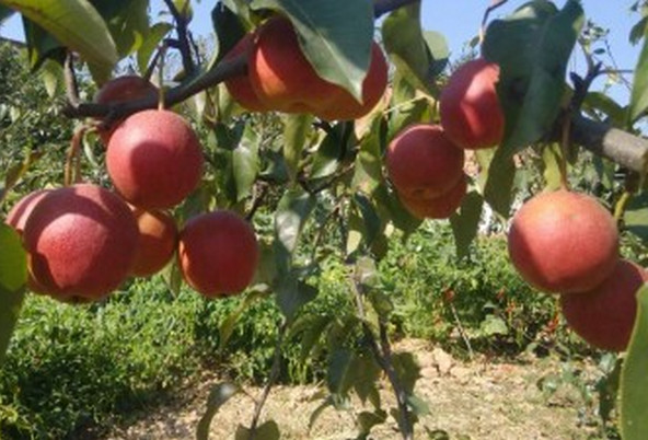 安徽梨樹苗零售