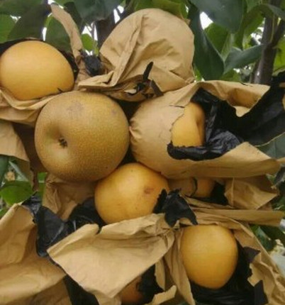 平頂山梨樹苗價(jià)格