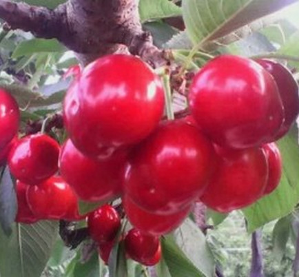 安徽櫻桃苗價格