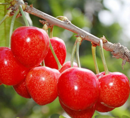 湖北櫻桃苗種植