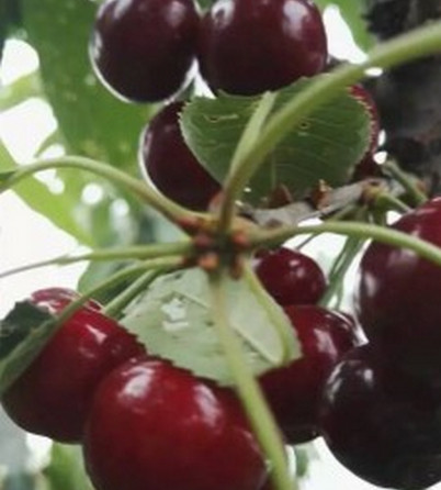 貴州櫻桃苗批發(fā)