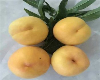河南桃樹(shù)苗[貴妃黃桃]