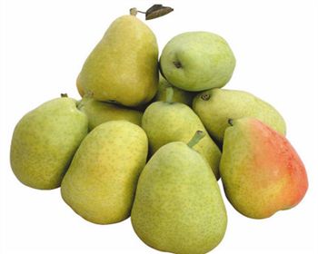 貴州梨樹苗[紅香酥梨]