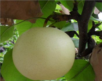 平頂山梨樹苗種植[黃金梨]