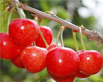 平頂山湖北櫻桃苗