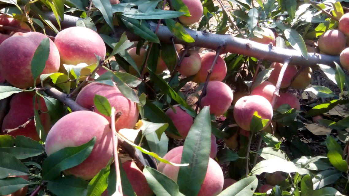 河南桃樹苗哪家好