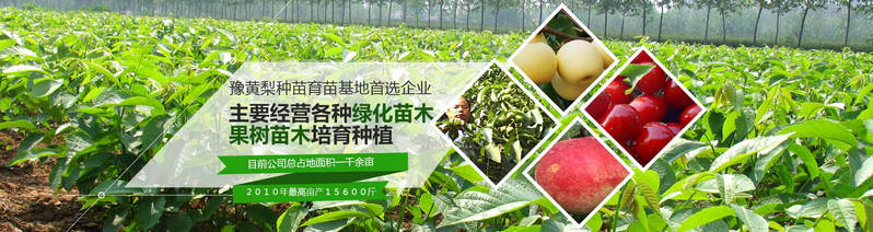 河南梨樹苗基地哪家好