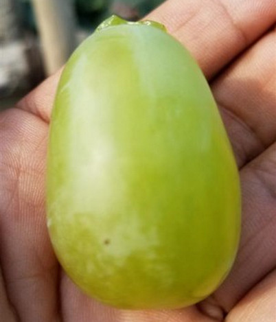 河南梨樹苗價(jià)格