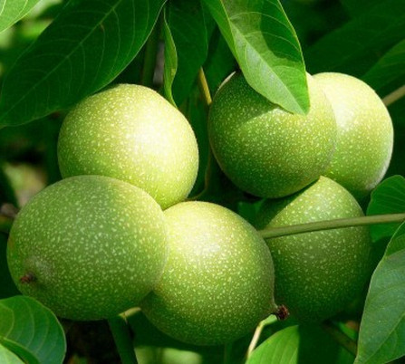 平頂山核桃苗基地