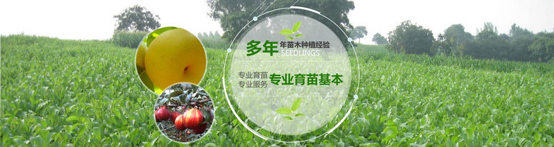 河南櫻桃苗基地