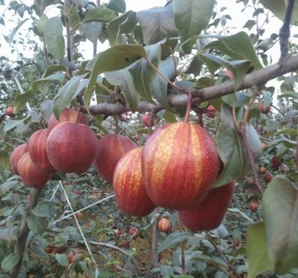 河南晚秋黃梨苗基地