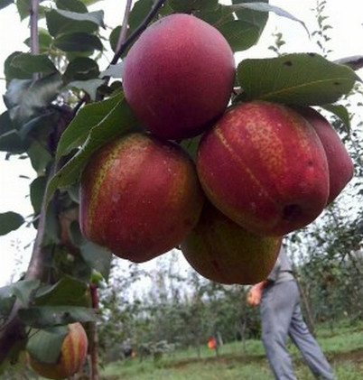 河南晚秋黃梨苗價格