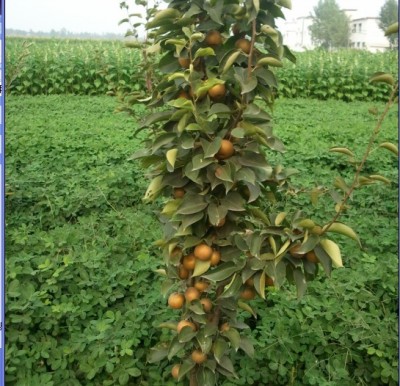 平頂山晚秋黃梨苗價(jià)格