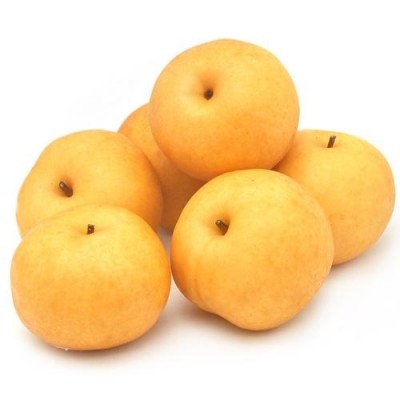 河南梨樹苗價格