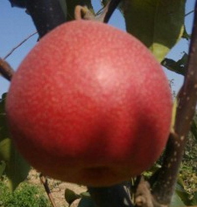 鄭州桃樹(shù)苗種植