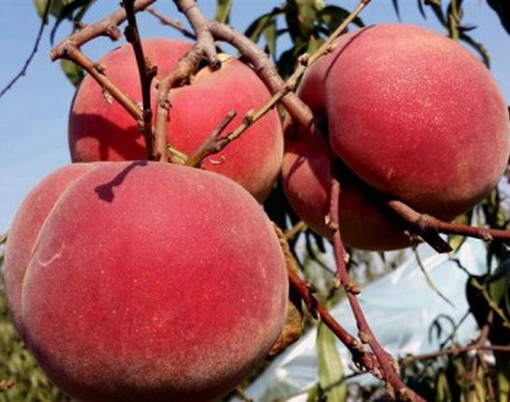 河南桃樹(shù)苗價(jià)格