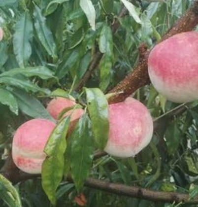 湖北桃樹(shù)苗價(jià)格