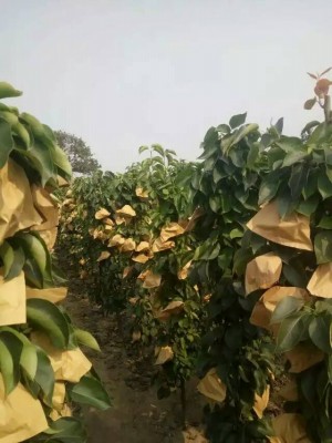 鄭州晚秋黃梨苗基地