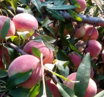 平頂山桃樹苗價格