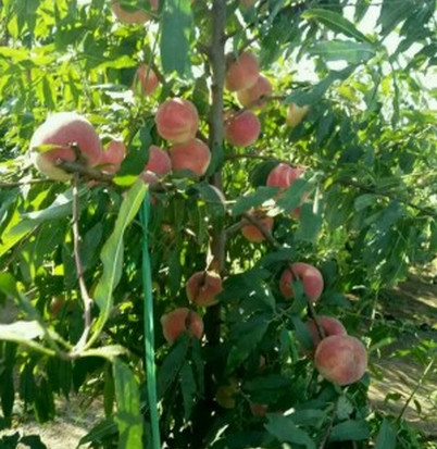 平頂山桃樹苗基地