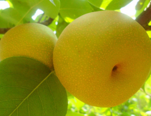 河南晚秋黃梨苗價(jià)格