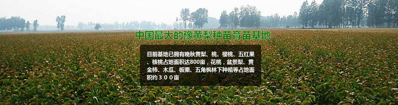 鄭州梨樹苗批發(fā)