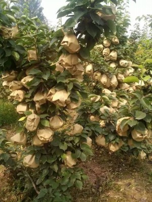 安徽晚秋黃梨苗價(jià)格