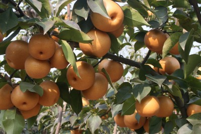 鄭州晚秋黃梨苗批發(fā)