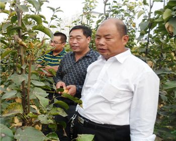 客戶(hù)視察基地[河南梨樹(shù)苗]