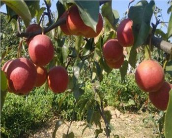 平頂山梨樹苗教你在春季如何儲存梨子