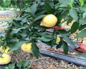 貴州桃樹苗教你給桃樹科學(xué)施肥