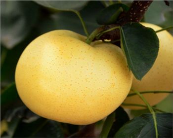 河南梨樹苗告訴你嫁接前的準備工作