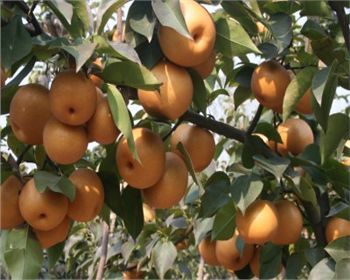 鄭州晚秋黃梨苗淺析它的市場前景