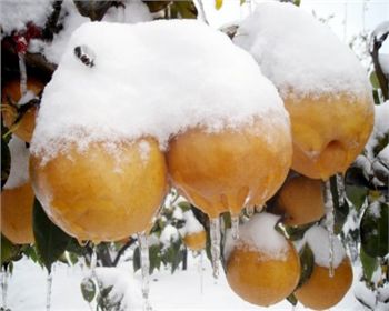 河南晚秋黃梨苗教你在互聯(lián)網(wǎng)軟文推廣