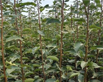 河南晚秋黃梨苗高產(chǎn)栽培---保葉