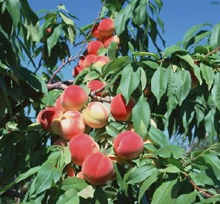 河南桃樹(shù)苗批發(fā)